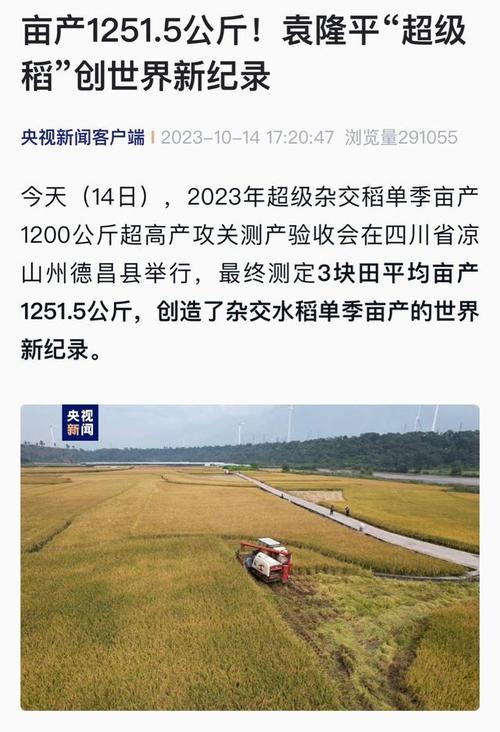 隆回羊古坳镇超级稻基地再次冲刺单季亩产1200公斤目标