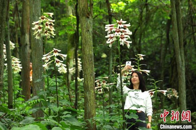 40余万株百合竞相绽放！岳阳市第三届百合农旅文化节开幕