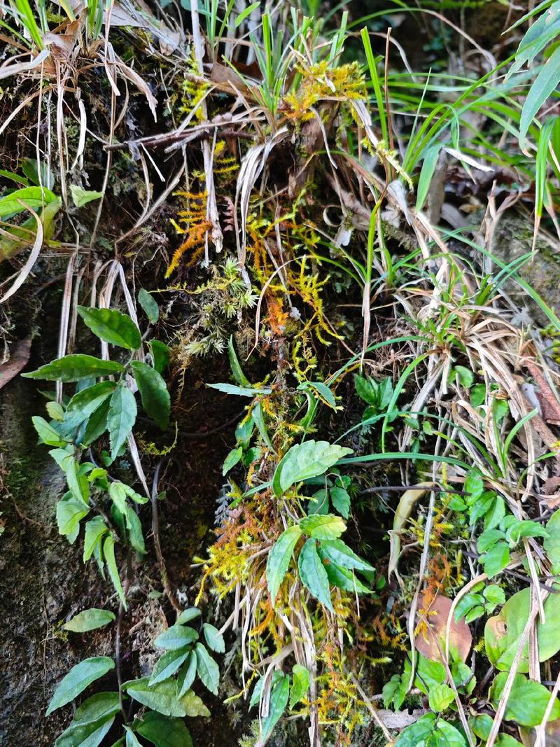 宜章莽山：秋茶采摘进入旺季