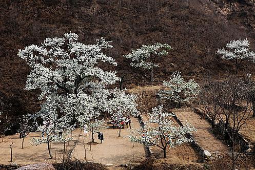 河南内黄：梨花开了 染白春日田野