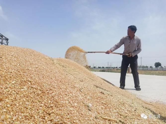 千城百县看中国｜内蒙古扎兰屯：麦穗金黄迎丰收