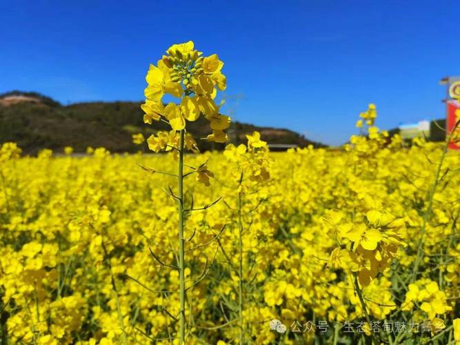 立春后 来云南峨山看油菜花绽放