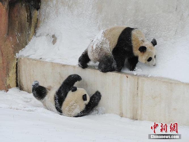 秀我中国｜降雪过后 大熊猫花式玩耍