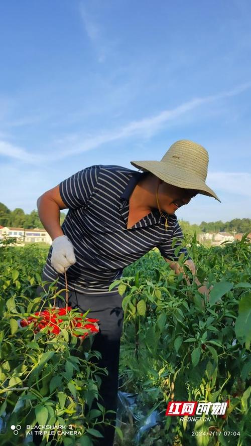 山东淄博：庭院经济助农增收