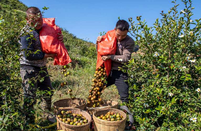 袁德义的“油茶梦”：3年亩产超200斤！｜直击代表通道