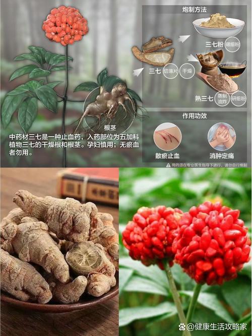 常用中药100味｜三七——心血管良药